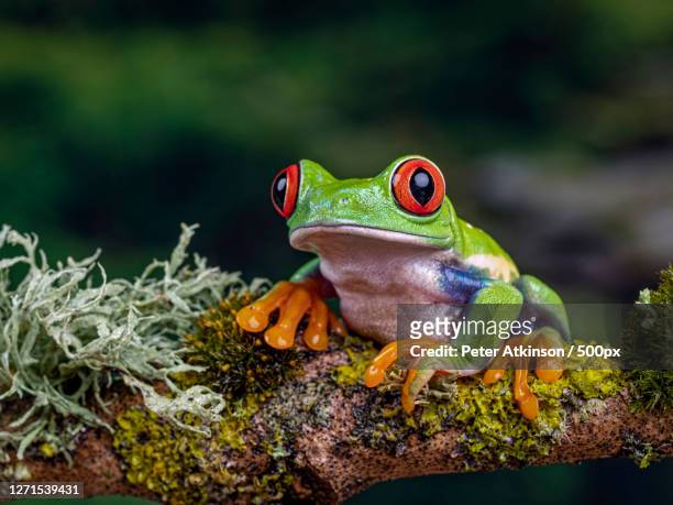 close-up of frog on branch, ringwood, united kingdom - anura foto e immagini stock