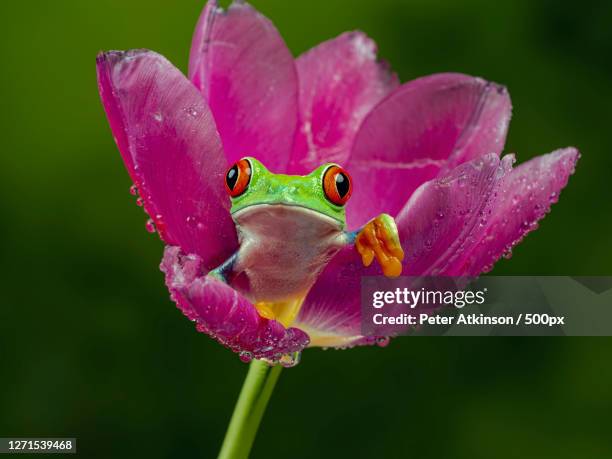close-up of frog on purple flower, ringwood, united kingdom - frosch stock-fotos und bilder