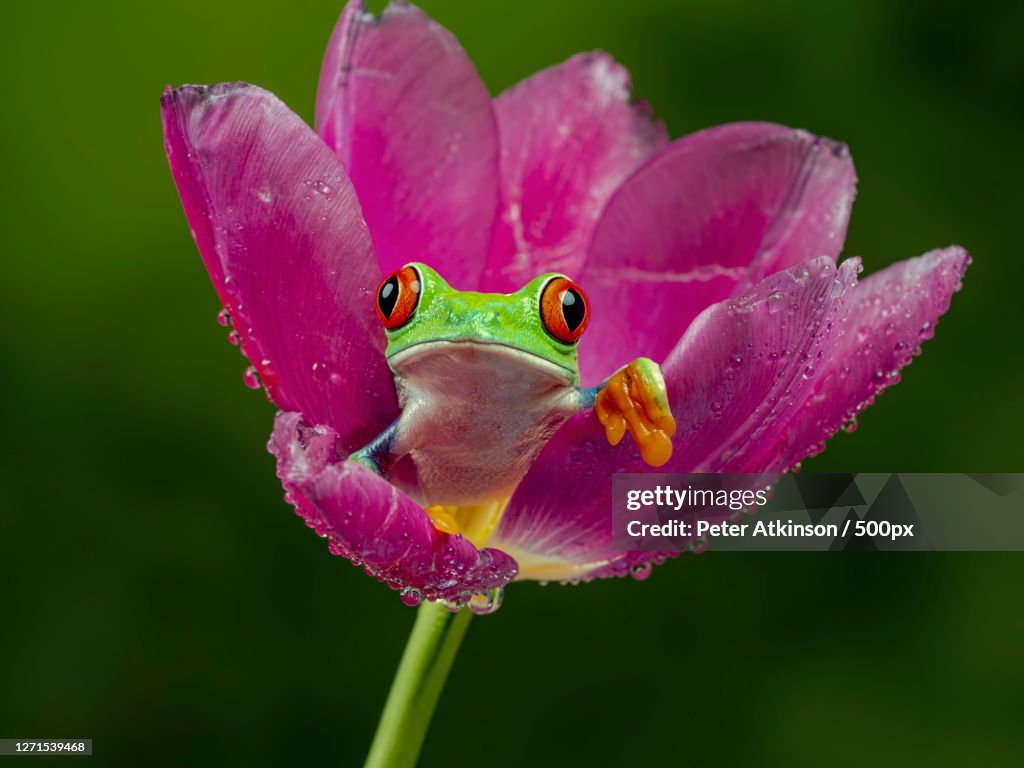 Close-Up Of Frog On Purple Flower, Ringwood, United Kingdom