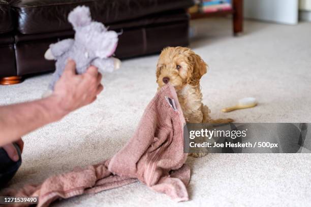 man playing with dog at home, stalybridge, united kingdom - cockapoo 個照片及圖片檔