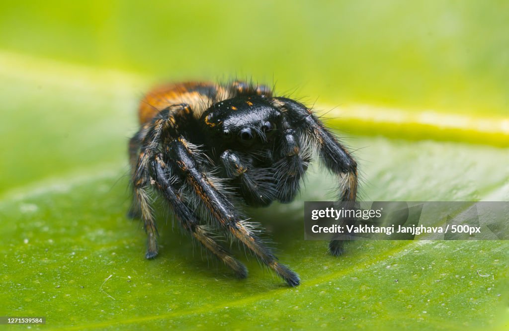 Close-Up Of Spider On Leaf, Khoni, Georgia