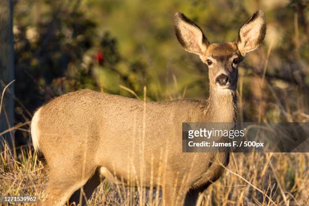 portrait of deer standing on field - mule deer stock pictures, royalty-free photos & images
