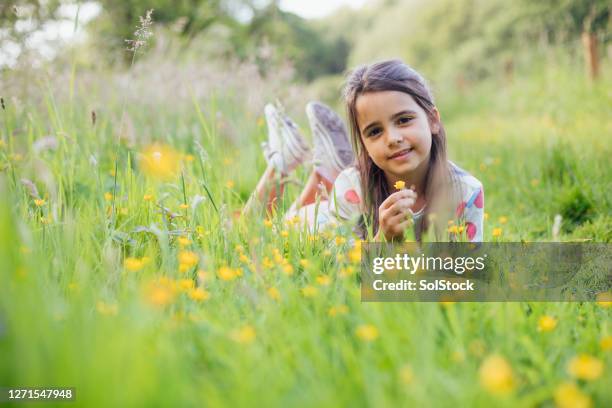 buttercups! - buttercup stock pictures, royalty-free photos & images