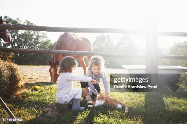 two girls playing with cat on a horse farm - horses playing stock pictures, royalty-free photos & images