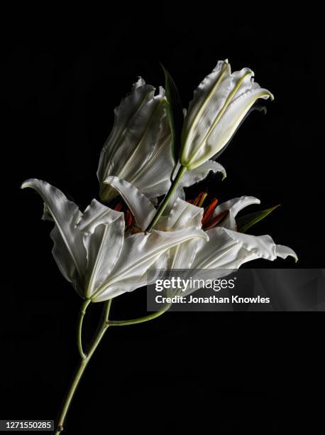 pressed white lilies - lily flower stock pictures, royalty-free photos & images