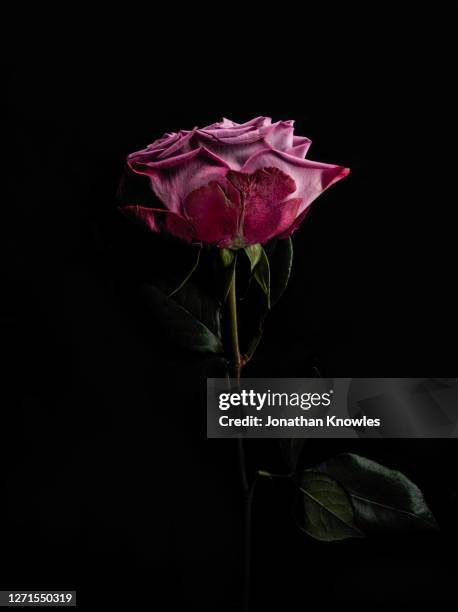 pressed pink rose - rosenfarben stock-fotos und bilder