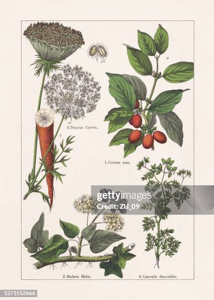 magnoliids, asterids, chromolithograph, published in 1895 - fruit tree in garden stock illustrations