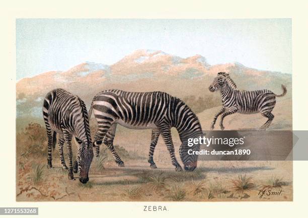 zebra, tierwelt afrikas, 19. jahrhundert - großwild stock-grafiken, -clipart, -cartoons und -symbole