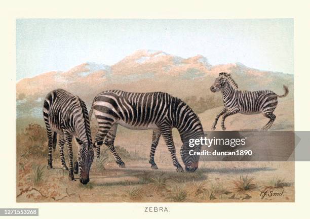 stockillustraties, clipart, cartoons en iconen met zebra, wildlife of africa, 19e eeuw - safaridieren