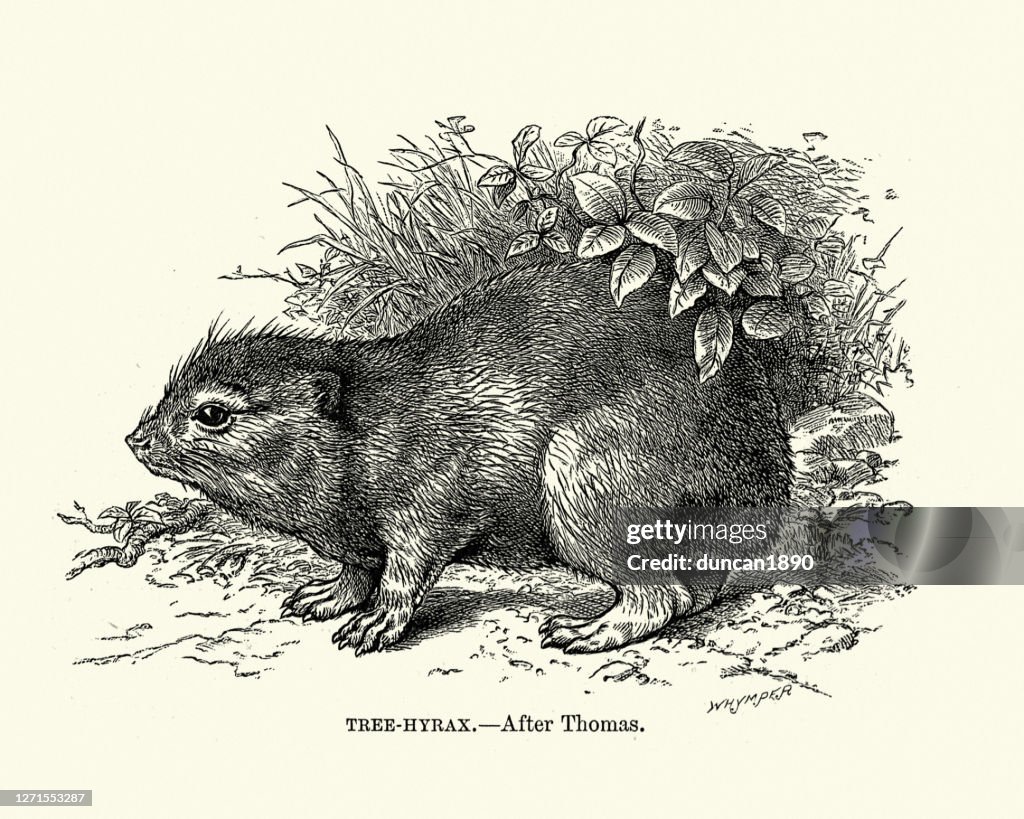 Tree hyrax or tree dassie