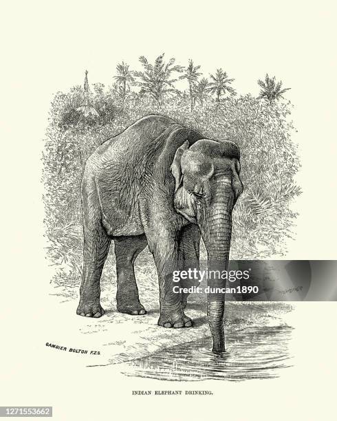 ilustraciones, imágenes clip art, dibujos animados e iconos de stock de elefante indio bebiendo - elephant trunk drink