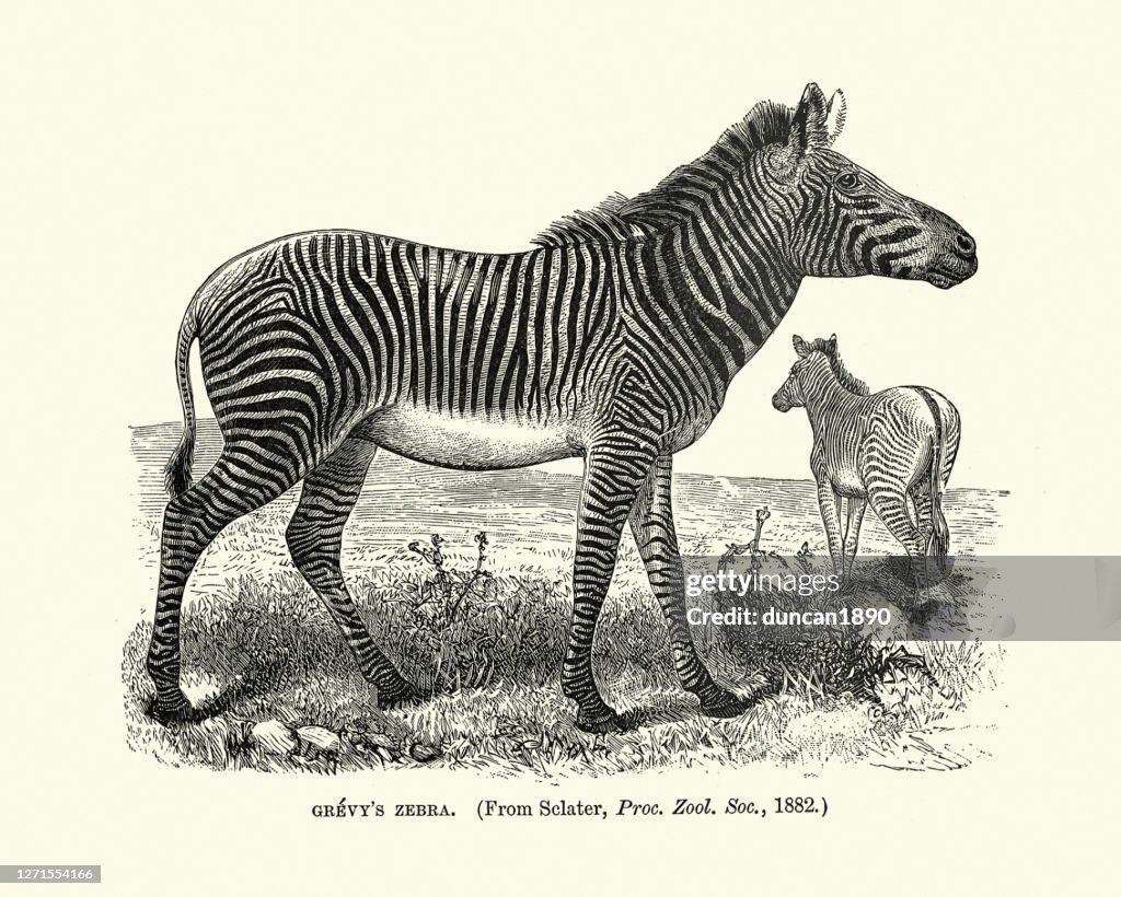 Zebra di Grevy (Equus grevyi)