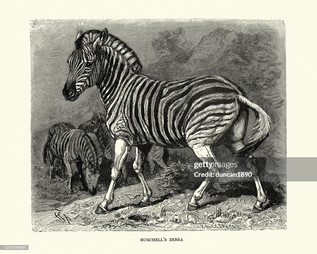 Burchell's zebra (Equus quagga burchellii)