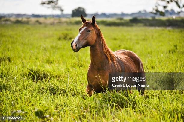 brown horse in a pasture of a farm - caballo de pura raza fotografías e imágenes de stock