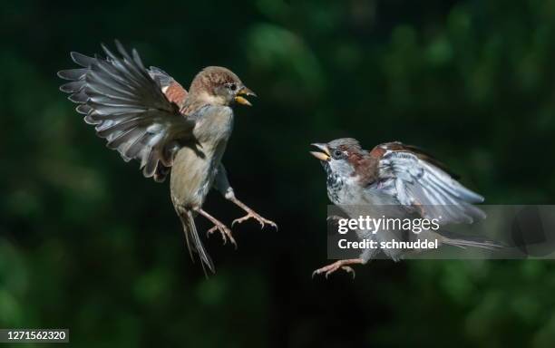 two sparrow´s - fight or flight stock pictures, royalty-free photos & images