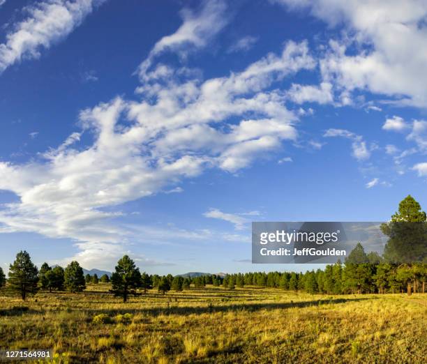 meadow bordered by ponderosa pines - northern arizona v arizona stock pictures, royalty-free photos & images