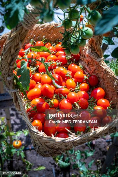 kirschtomaten ernten in einem esparto-korb in mediterranem bauernhof - cherry tomaten stock-fotos und bilder