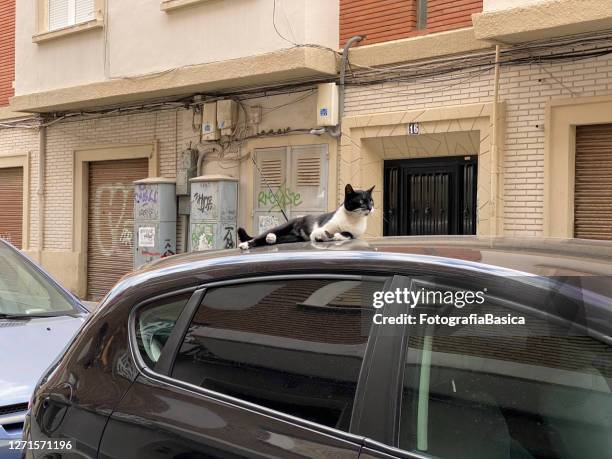 street cat resting on car's roof - facade blinds stock pictures, royalty-free photos & images