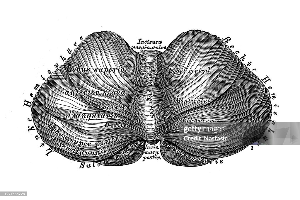 Small Brain Design The Small Brain Top View High-Res Vector Graphic - Getty Images