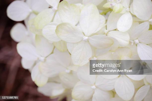 white flowers in garden - environmental social governance - funeral background stock pictures, royalty-free photos & images