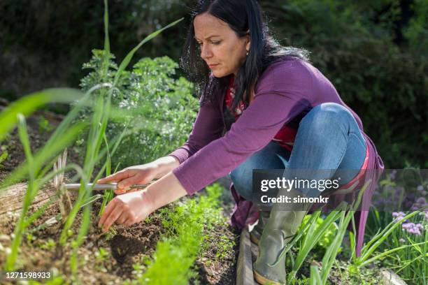 woman hoeing weeds in vegetable garden - heels and hoes stock pictures, royalty-free photos & images