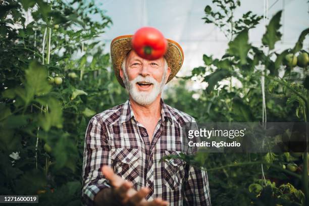 portrait of a happy senior farmer throwing a fresh tomato he picked in his garden - throwing tomatoes stock pictures, royalty-free photos & images
