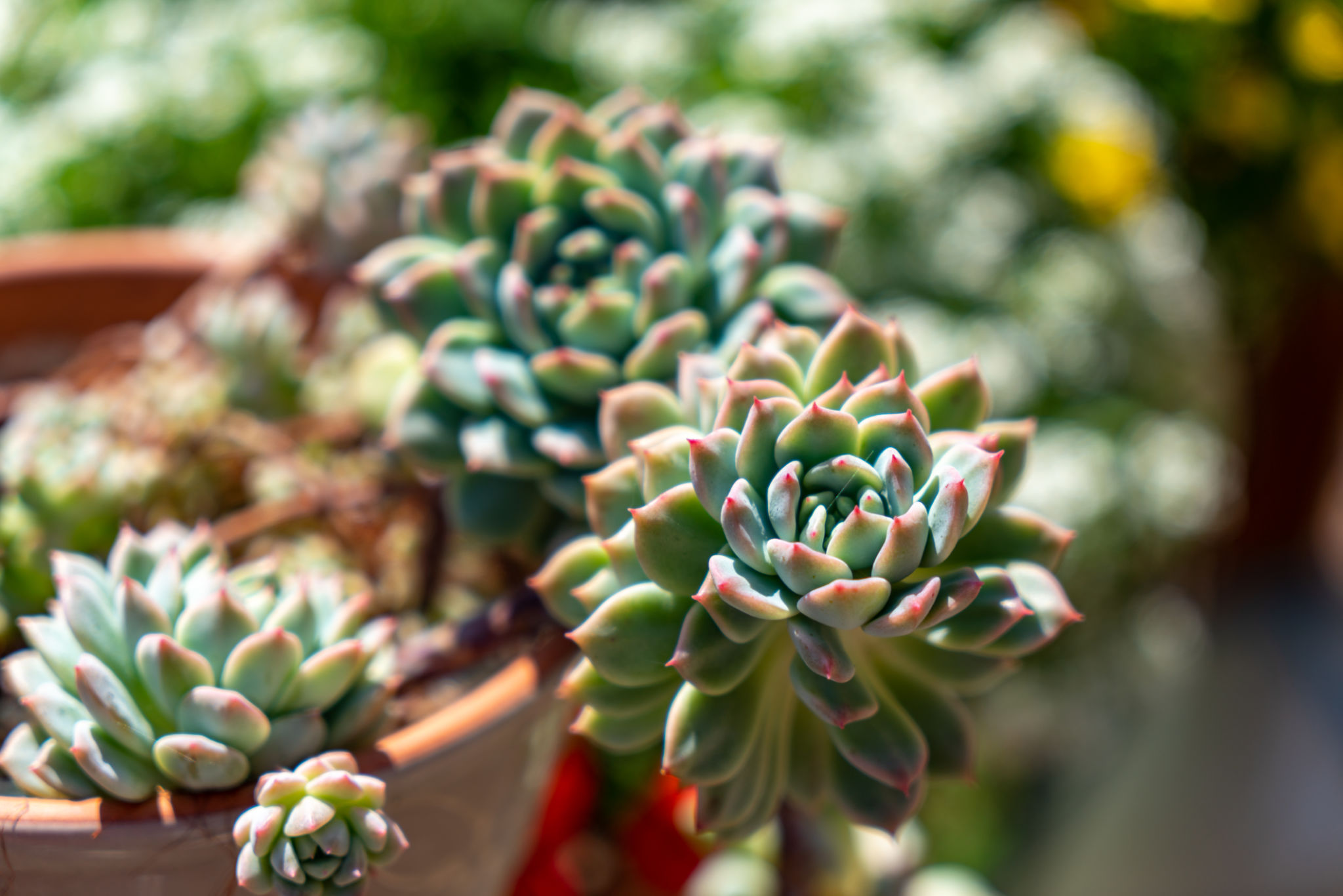 succulent garden