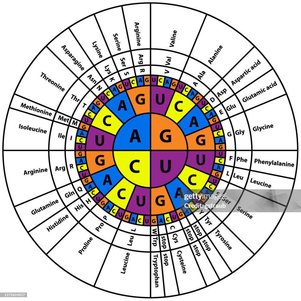 Rna Codon Sequence Chart High Res Vector Graphic Getty Images