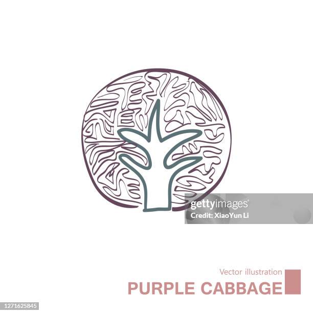 vector drawn purple cabbage. - red cabbage stock illustrations