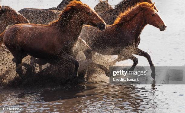 anatolian wild horses - horse running water stock pictures, royalty-free photos & images