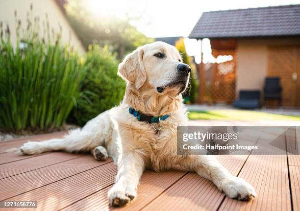 large dog lying on patio outdoors in front or back yard. - golden retriever stock-fotos und bilder