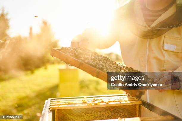 bee keeper - favo de mel imagens e fotografias de stock