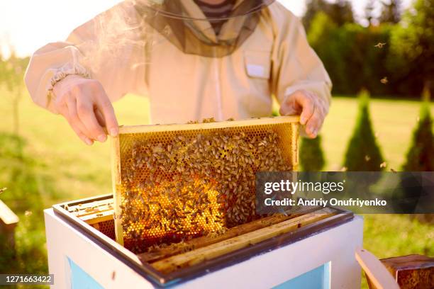bee keeper - bee keeper stockfoto's en -beelden