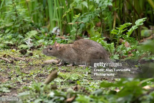 rat in undergrowth - rat stock pictures, royalty-free photos & images