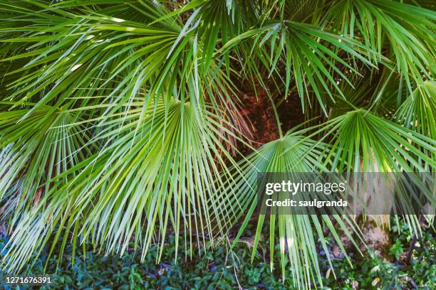 european fan palm leaves (chamaerops humilis) - palmeto imagens e fotografias de stock