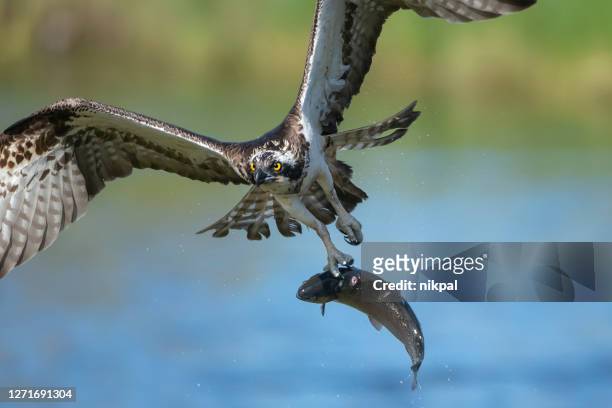  fotos e imágenes de águila Pescadora - Getty Images