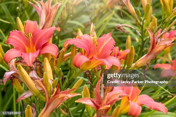 hemerocallis fulva, the orange day-lily, tawny daylily, corn lily, tiger daylily, fulvous daylily or ditch lily flowers - day lily stock pictures, royalty-free photos & images