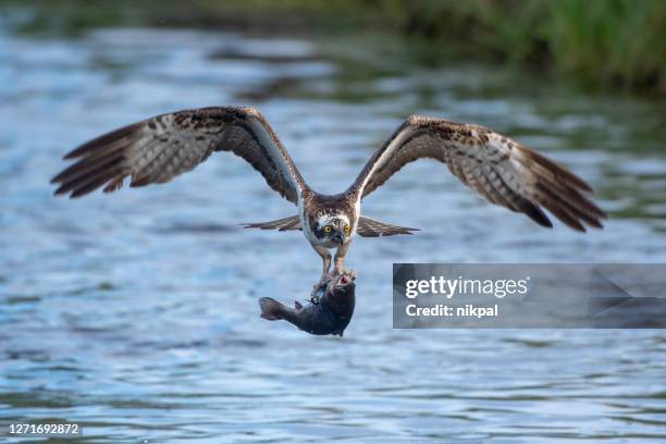 1,634 Fish Hawk Stock Photos, High-Res Pictures, and Images