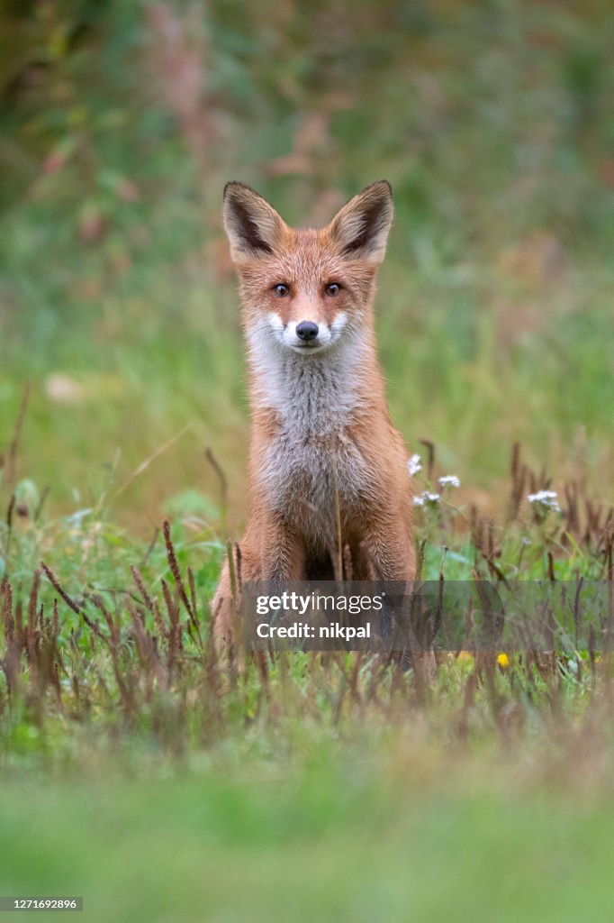 En ung räv i gröna skogsmiljöer i kumhoområdet i Finland