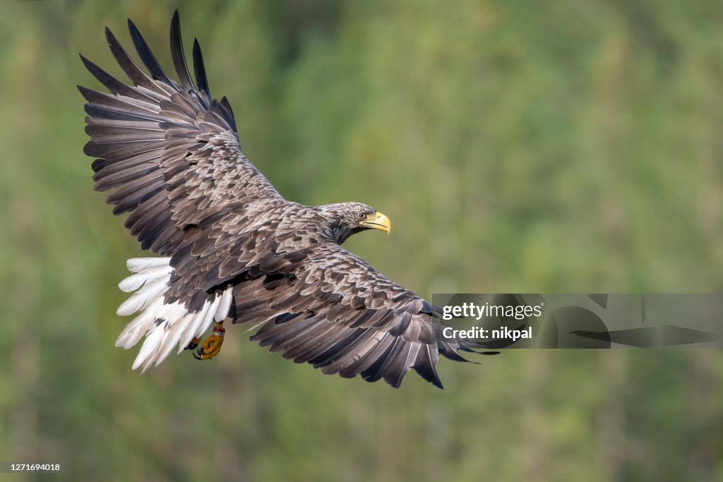 A white tailed eagle in flight with the forest in the background in northern finland near kumho