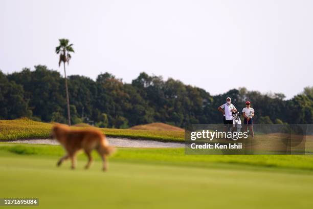 Chie Arimura of Japan watches a dog walking on the course on the 7th hole during the first round of the JLPGA Championship Konica Minolta Cup at the...