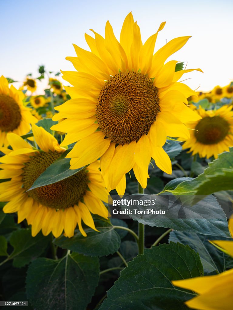 Close-up of bright blooming sunflowers