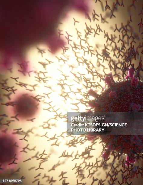 antibodies responding to covid-19 coronavirus, illustration - menschliches gewebe stock-grafiken, -clipart, -cartoons und -symbole