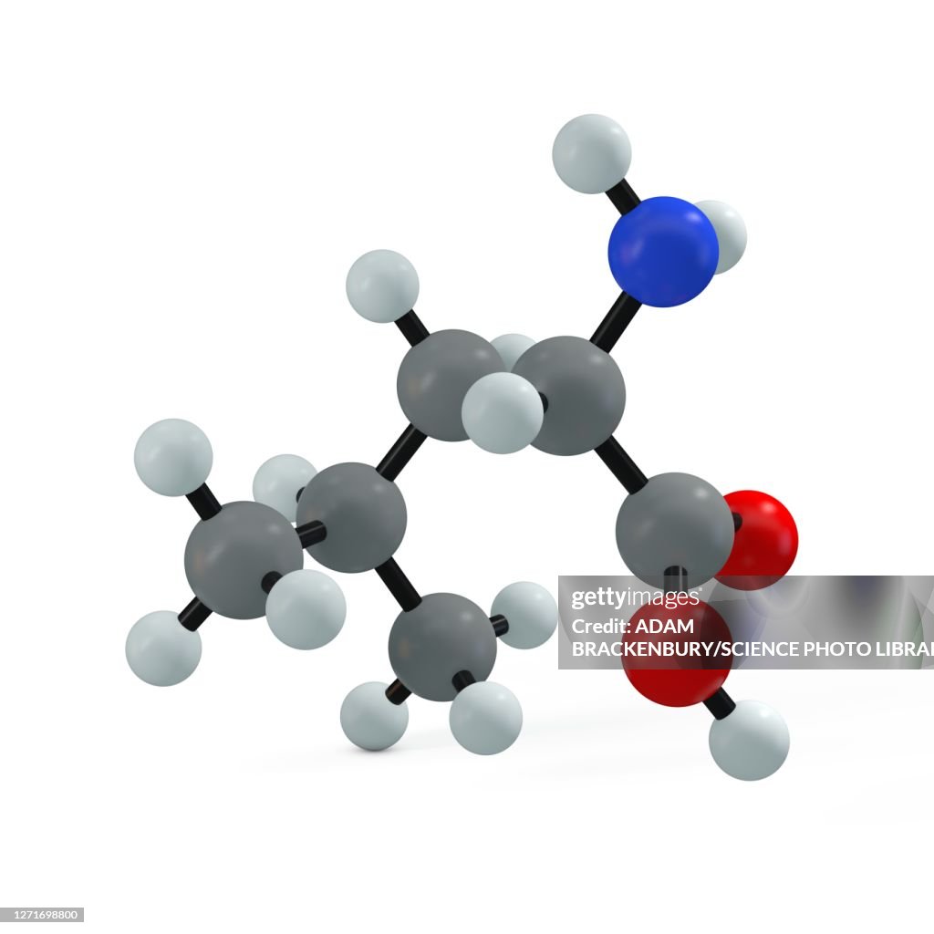 Leucine molecule, illustration