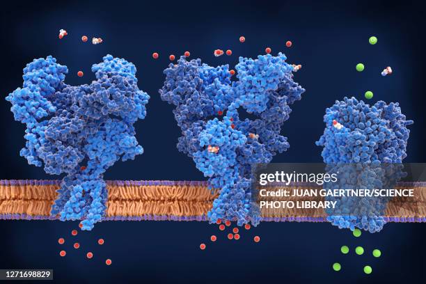 ilustrações, clipart, desenhos animados e ícones de nmda, ampa and gaba receptors, illustration - sinapse excitatória