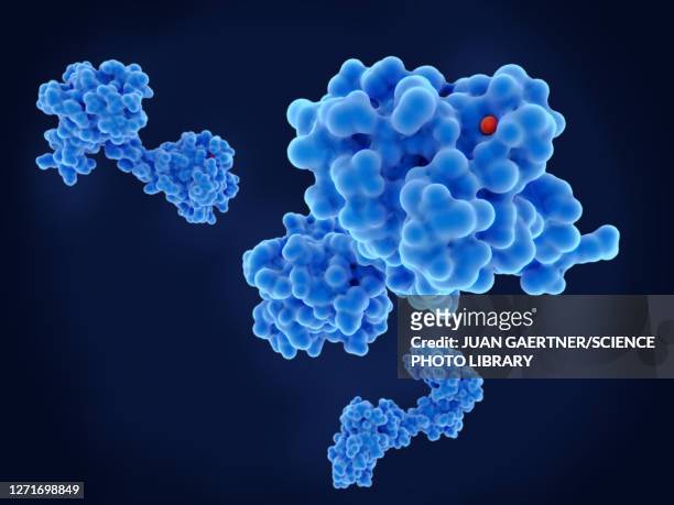 29,399 Protein Structure Photos and Premium High Res Pictures - Getty Images