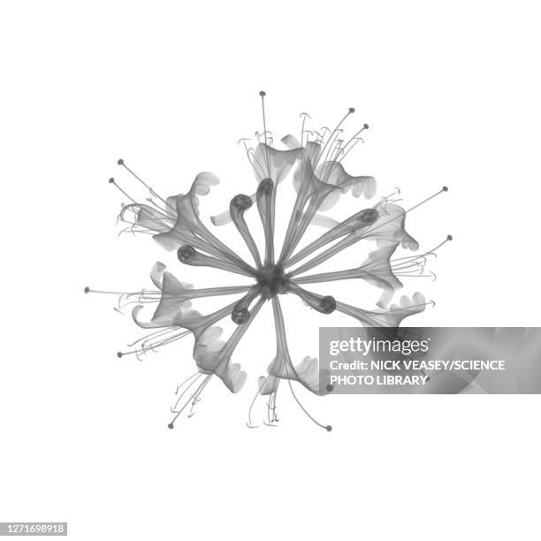 honeysuckle, x-ray - stamen fotografías e imágenes de stock