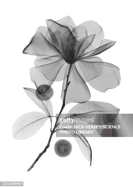 magnolia flower and acai berries, x-ray - xray flowers stockfoto's en -beelden