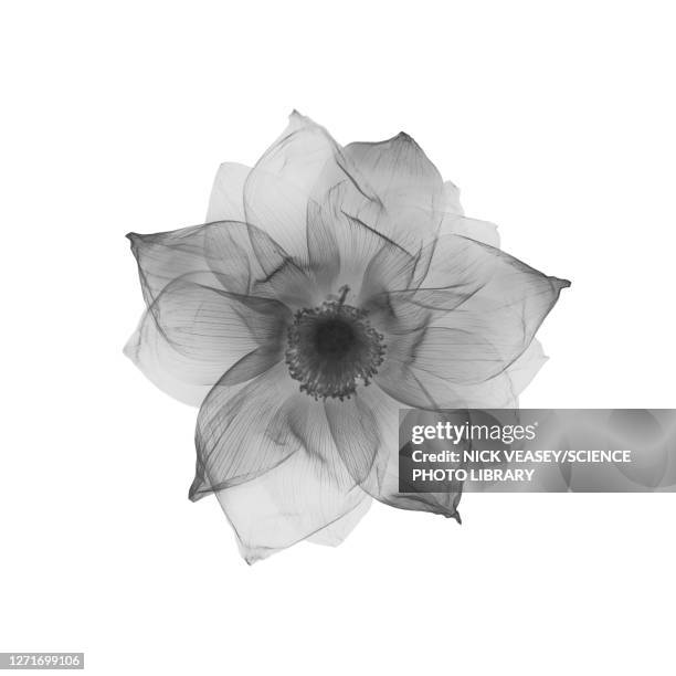lotus flower (nelumbo nucifera), x-ray - lotus stock pictures, royalty-free photos & images