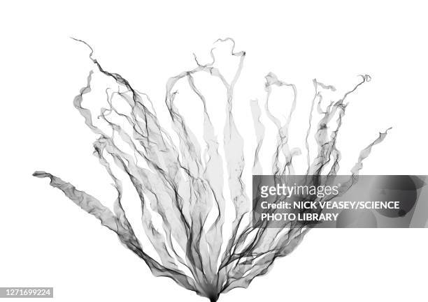 seaweed (laminaria hyperborea), x-ray - meeresalge stock-fotos und bilder